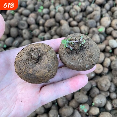 红藤山乌龟金不换植物圆叶爬藤圆叶室内水培盆景客厅盆栽阳台绿植