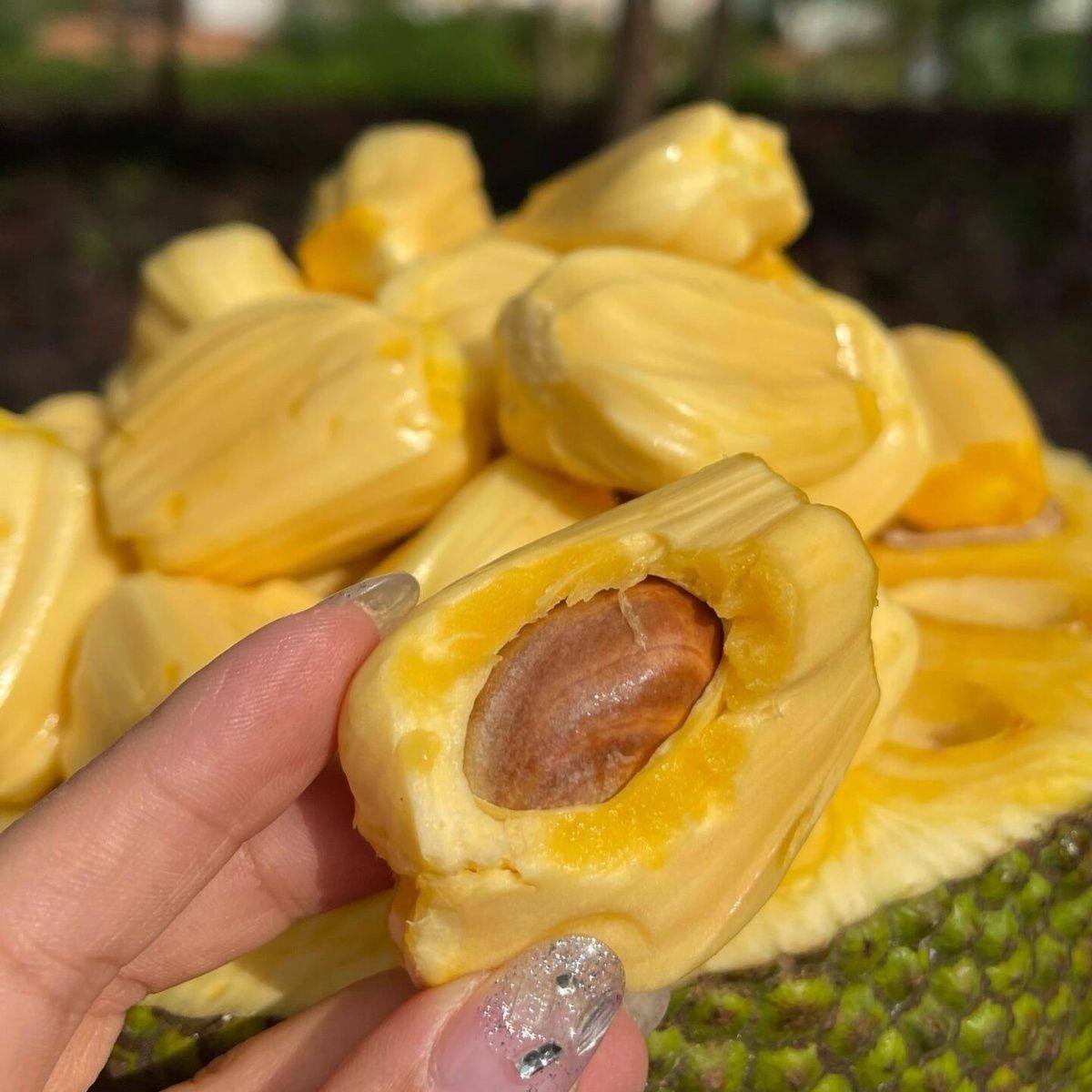 正宗海南泰八菠萝蜜一整个新鲜水果当季现摘现发整箱包邮波罗蜜,水产肉类/新鲜蔬果/熟食,菠萝蜜,淘宝优惠券,粉丝福利购,淘宝优惠卷