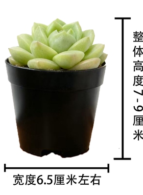 多肉植物室内小盆栽大颗好养绿植物花卉室内外易存活
