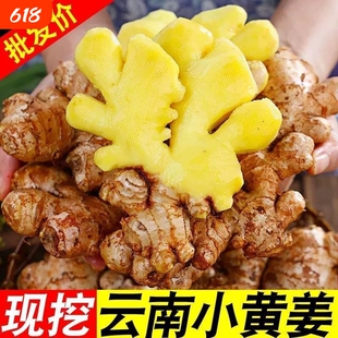 【优质】云南山地小黄姜新鲜生姜现挖老姜带土新鲜辛辣十足整箱姜