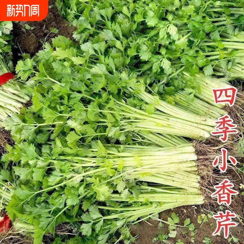 小香芹种子四季易种西芹蔬菜庭院阳台盆栽家庭种植香味浓细种籽