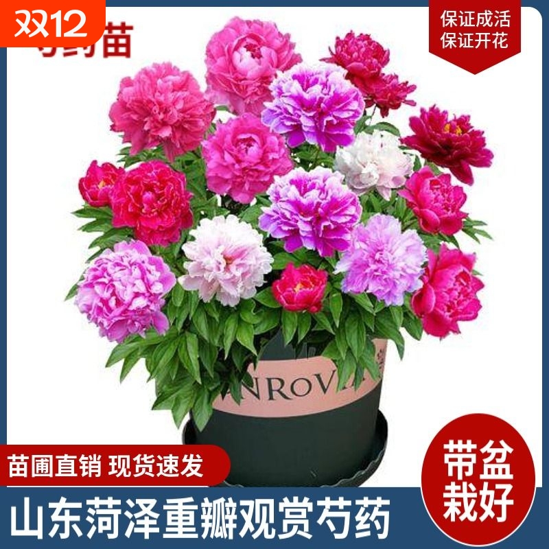 重瓣大花芍药花苗牡丹