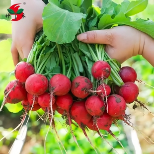 樱桃萝卜种子大全四季 播种易活凤梨水果萝卜种籽阳台盆栽蔬菜种孑