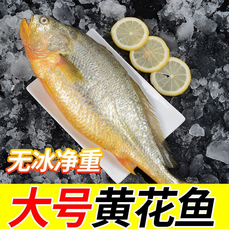 宁德大黄鱼黄花鱼新鲜冷冻冰鲜黄鱼鲞深海海鱼生鲜速冻新鲜捕捞