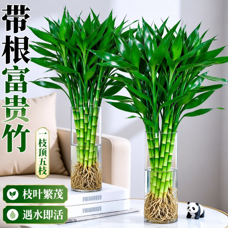 带根富贵竹水培植物室内好养粗杆客厅招财盆栽节节高绿植玻璃紫竹