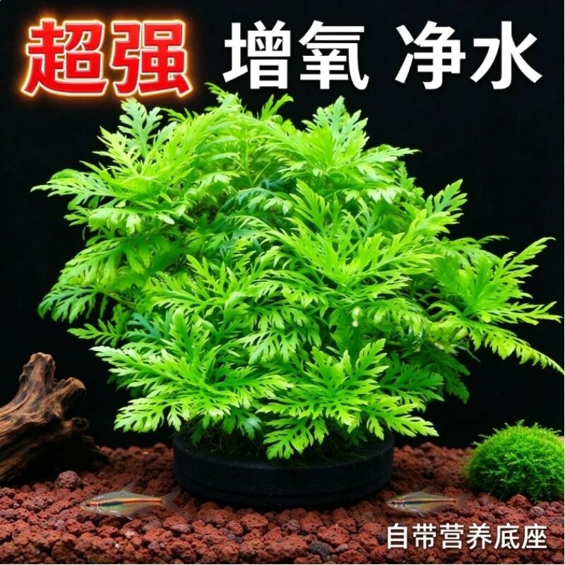 水罗兰坨草鱼缸造景真水草植物带根阴性新手懒人好养入门净水增氧
