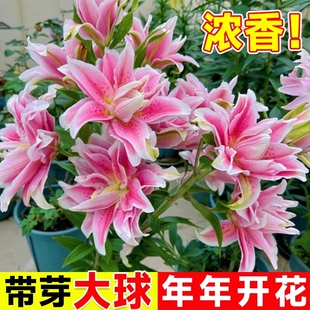 香水百合种球黄天霸百合种植苗盆栽花卉绿植耐寒好养四季开花重瓣