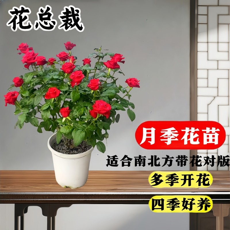 月季果汁阳台月季花苗树盆栽老桩绿植物室内花易活玫瑰带花苞庭院