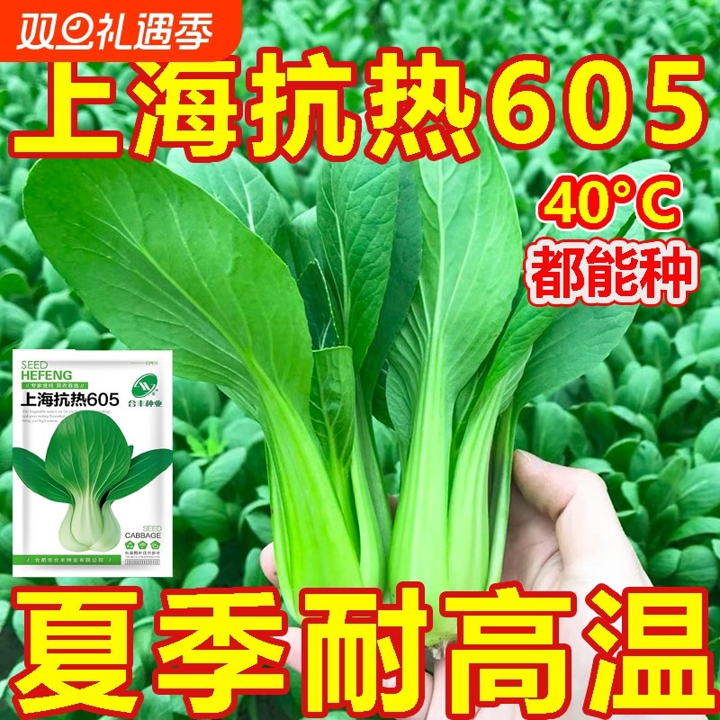 上海抗热605百合头种子上海青小油菜青菜小白菜四季农家耐热耐寒