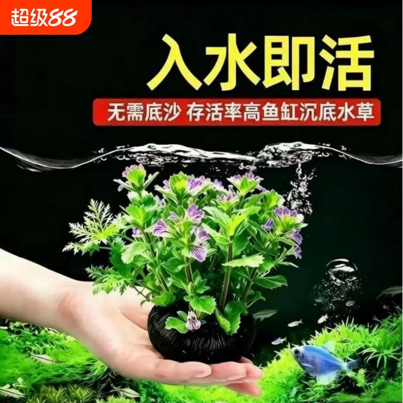鱼缸造景水罗兰坨草水草植物绿植阴性淡水乌龟好养沉底水质增氧图片