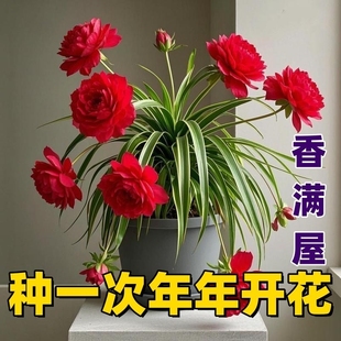 大花重瓣浓香型花卉绿植四季 盆栽室外耐寒热易活开花庭院阳台品种