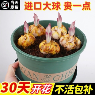 香水百合种球特大百合种植苗盆栽花卉绿植耐寒四季开花重瓣地栽
