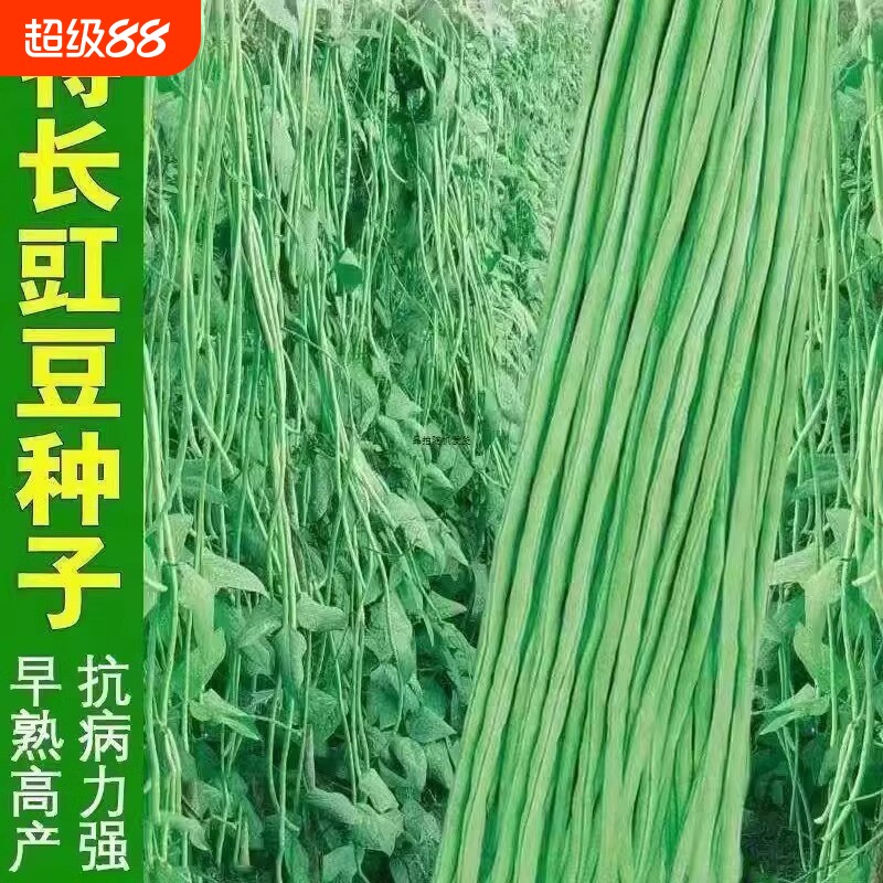 高产长豆角种子豆角四季豆耐热摘不败蔬菜种子芸豆豆种种植特长