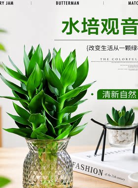 观音竹带根水培绿植富贵竹好养