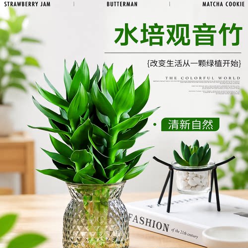 观音竹带根水培绿植富贵竹好养