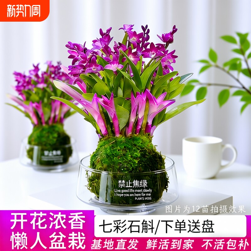 七彩香水石斛兰花苗冬带花四季好养净化空气室内客厅水培盆栽花卉