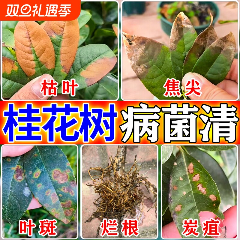桂花树专用营养液桂花树枯叶干尖枯叶病黄叶焦叶干尖专用药肥料J