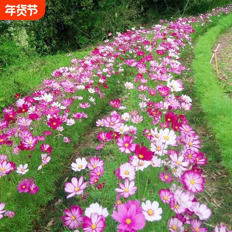 波斯菊花格桑花种子种籽子七彩四季开花易活花籽庭院野花组合种孑,鲜花速递/花卉仿真/绿植园艺,家庭园艺种子,淘宝优惠券,粉丝福利购,淘宝优惠卷