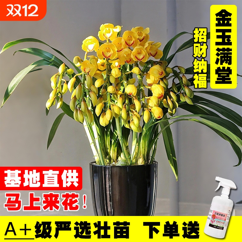 室内花苗浓香现带花年宵花大花蕙兰喜庆好养金玉满堂鲜花绿植盆栽