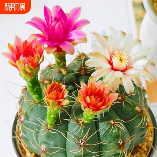 绯花玉仙人球盆栽四季 开花好活净化空气桌摆办公室花卉绿植万重山