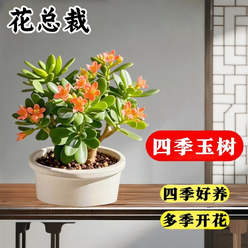 玉树老桩大株盆栽多肉植物室内四季好养绿植净化空气四季常绿盆栽