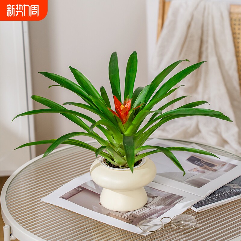 鸿运当头盆栽带花小红星办公室开红花好养花卉红掌凤梨绿植客厅