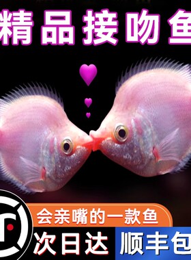 顺丰上门-亲嘴鱼-可以接吻的鱼