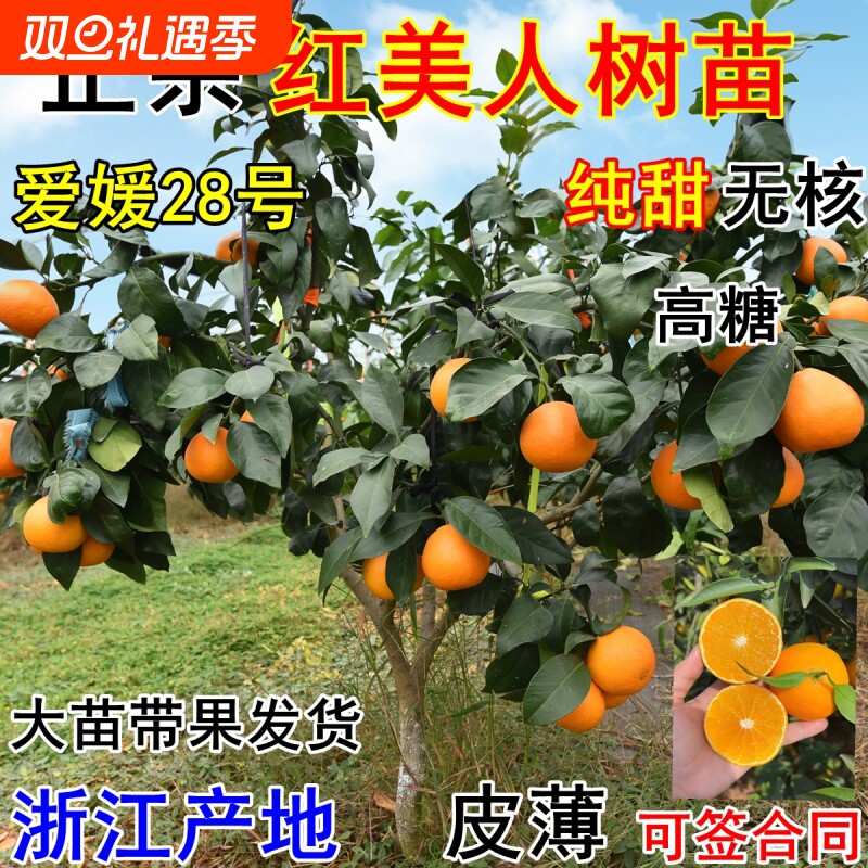 正宗象山红美人树苗爱媛28号橘子苗嫁接红美人柑橘苗带果带土包邮