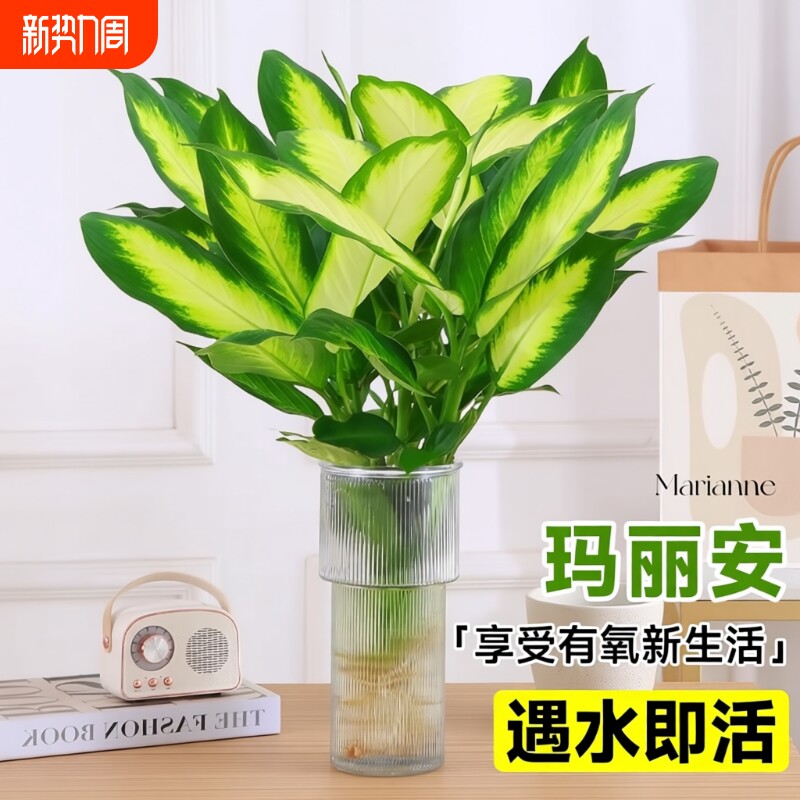 玛丽安水培植物盆栽万年青绿植室内好养富贵竹客厅花卉除甲醛桌面