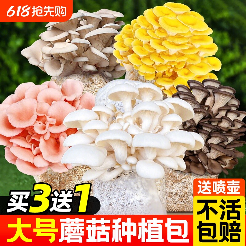 新鲜蘑菇种植包可食用菌种菌包幼儿园儿童家庭新鲜菌棒懒人盆栽