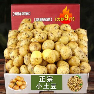 恩施小土豆新鲜现挖黄心小个马铃薯洋芋粉糯沙面 富硒土豆