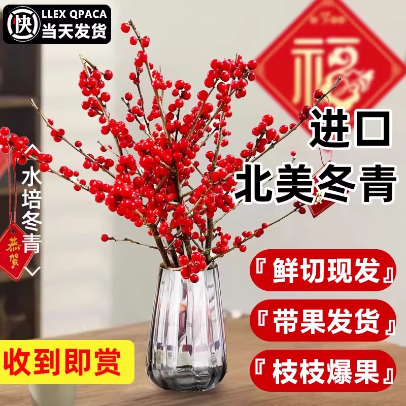 北美冬青红果水培鲜花新年盆栽