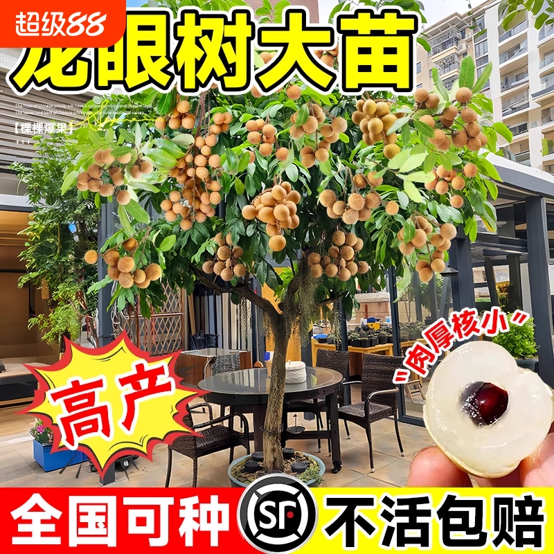 特大嫁接龙眼果树苗四季可种