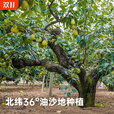 莱阳梨汁饮料245ml*20罐装整箱芒果汁清爽果味饮品山楂