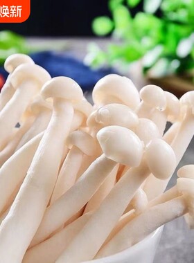 白玉菇菌包蘑菇种植包阳台种植菌种家庭室内菌棒菌菇食用菌海鲜菇