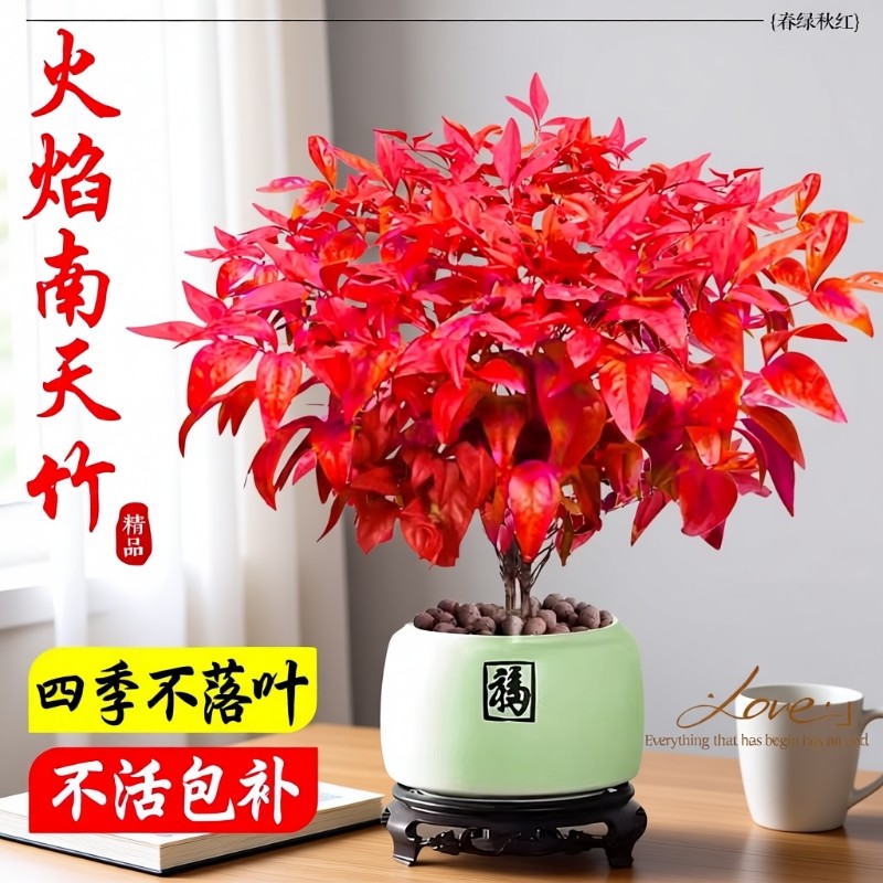火焰南天竹盆栽矮化观叶小盆景室内禅意微景观耐寒绿植物好养易活