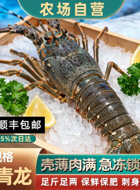 青龙虾鲜活冷冻越南小青龙