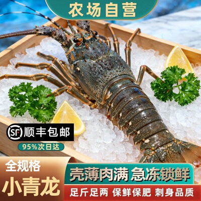 青龙虾鲜活冷冻越南小青龙