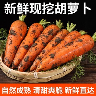 山东新鲜胡萝卜带泥-老品种带土现挖蔬菜应季孕妇水果生鲜挑夫