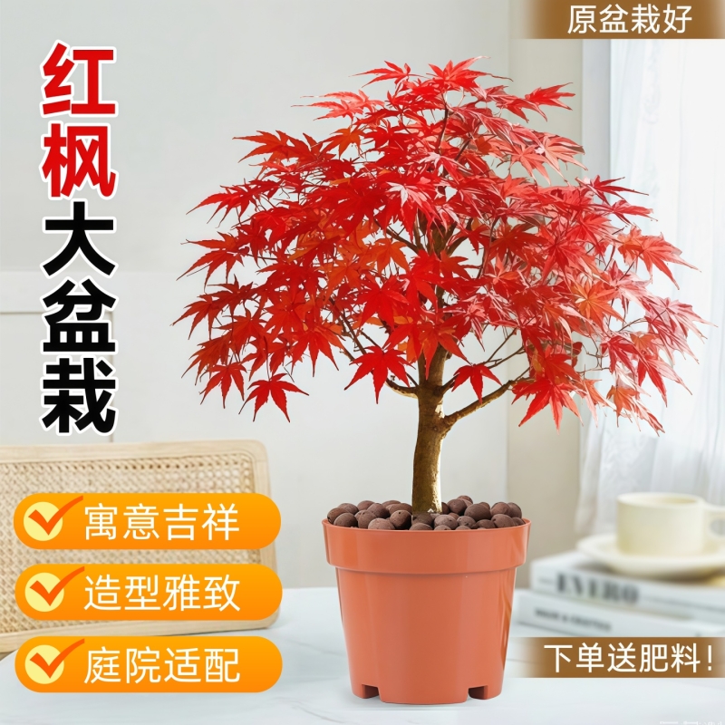 红枫树盆栽日本红舞姬老桩室内客厅庭院四季矮化盆景耐寒多规格