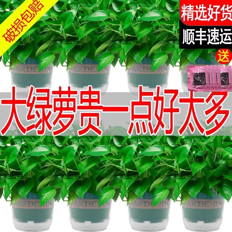绿萝盆栽室内家用绿植新房净化空气花卉植物水培长藤垂吊大叶绿箩