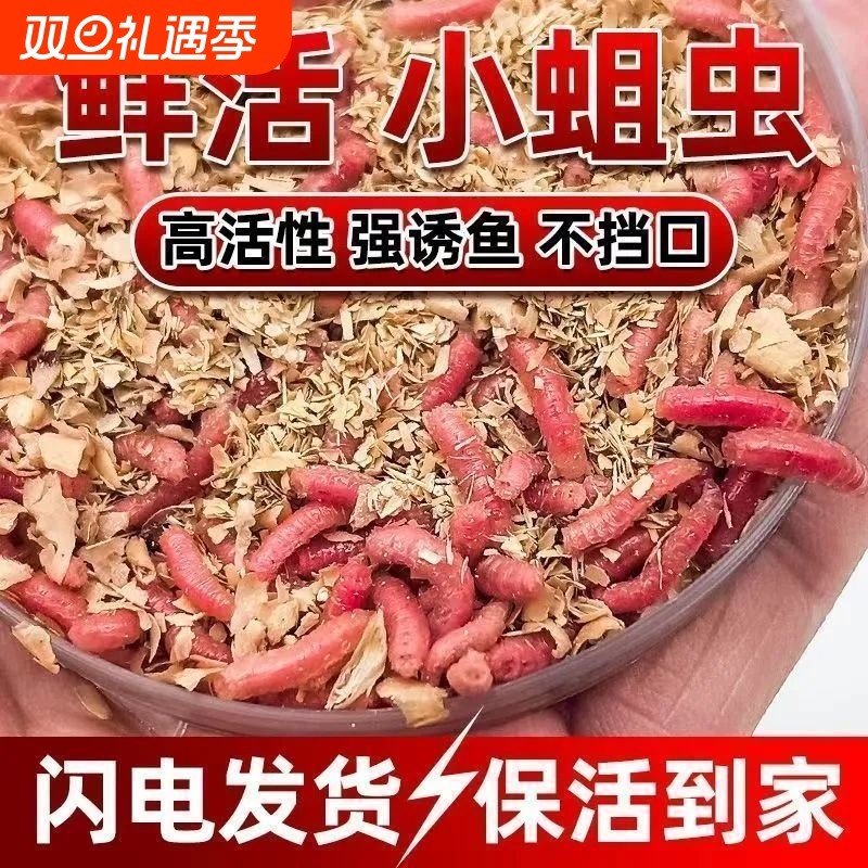 鲜活蛆虫钓鱼饵料鱼饵蚯蚓溪流鲤鱼野钓活虫鲫鱼牙子白条马口
