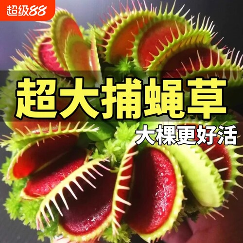 食虫草盆栽新手款|132人收藏