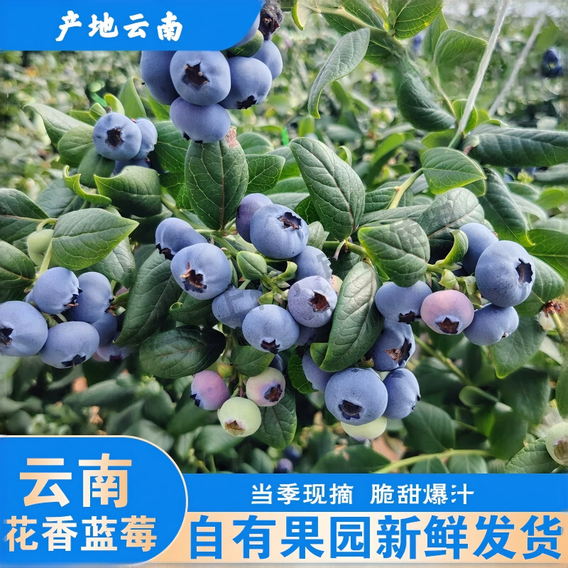 云南高山花香蓝莓果园大果蓝莓王新鲜当季鲜果现摘整箱顺丰JD包邮