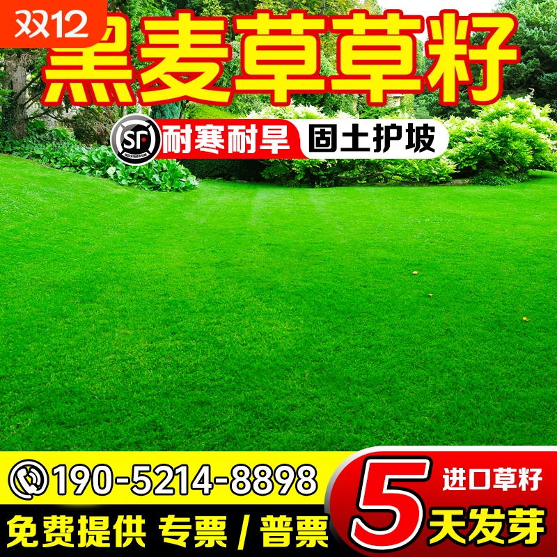 黑麦草种子蓝标四季常青草坪草籽庭院绿化护坡固土耐寒多年生种植