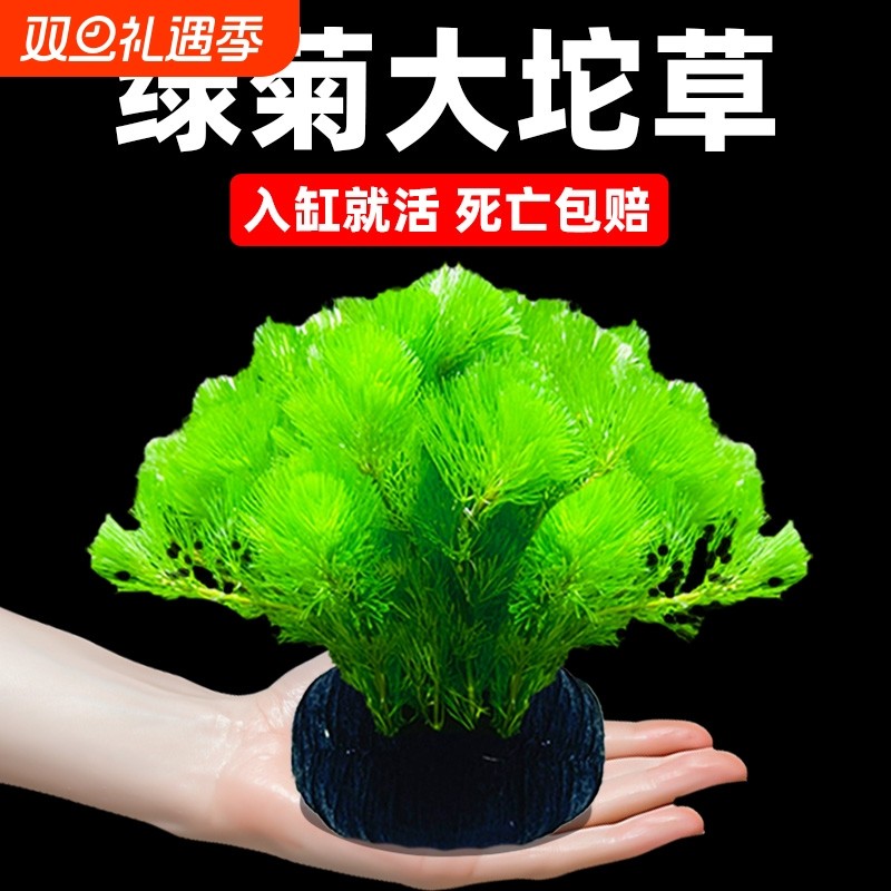 水罗兰水草生态缸鱼缸植物增氧绿菊绿植人造景底砂水质水缸水生