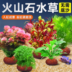 火山石水草植物鱼缸造景真草水培蜈蚣草水榕绿菊净化水质套餐增氧