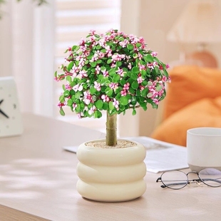 金枝玉叶多肉花植物带盆室内好养肉肉小盆栽雅乐之舞多肉老桩大颗