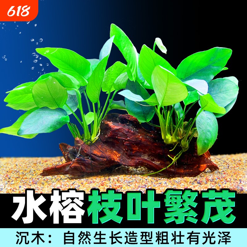 沉木水榕水草植物鱼缸造景装饰懒人莫斯阴性增氧屋大叶大型铁皇冠