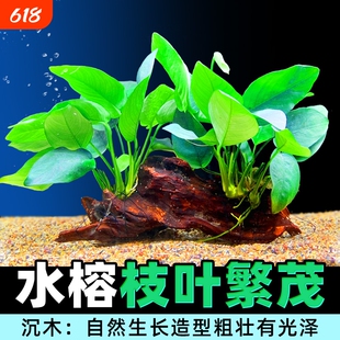 沉木水榕水草植物鱼缸造景装饰懒人莫斯阴性增氧屋大叶大型铁皇冠